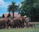 Gorah Elephant Camp, Addo Elephant Park Accommodation