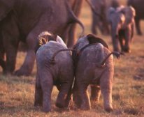 Picture 8/13 - Gorah Elephant Camp