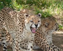  - Nyaru Game Lodge - Garden Route Safaris
