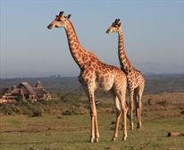  - Garden Route Game Lodge