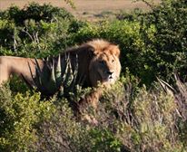  - Garden Route Game Lodge