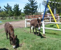 Picture 6/7 - Barnyard B&B