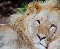 Picture 10/10 - Pumba Private Game Reserve