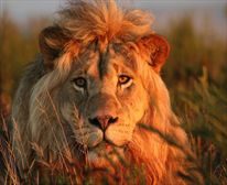  - Gondwana Game Reserve