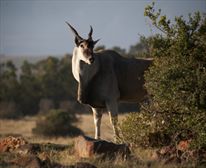 - Gondwana Game Reserve