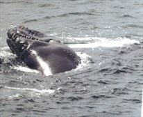 whale -   Accommodation Infanta Whales - Infanta