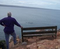 bench on top of hill lookind down on whales -   Accommodation Infanta Whales - Infanta