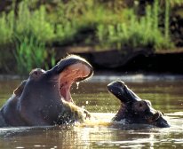 Picture 11/13 - Kariega Game Reserve - Ukhozi Lodge