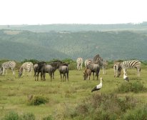 Picture 12/13 - Kariega Game Reserve - Ukhozi Lodge