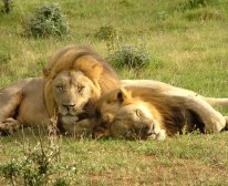 Picture 7/13 - Kariega Game Reserve - Ukhozi Lodge