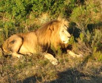 Picture 7/7 - Protea Hotels Botlierskop Private Game Reserve