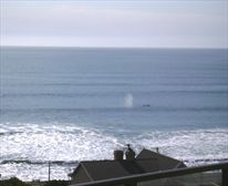 Whale watching from balcony.