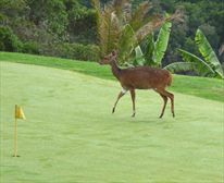 Golf course. - Villa Mulligan