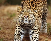  - Shamwari Game Reserve