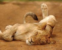  - Shamwari Game Reserve