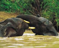  - Shamwari Game Reserve