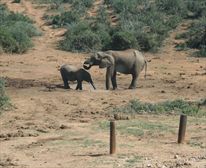 Mother and calf - Addo Rest Camp