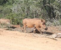 Warthogs in Addo - Addo Rest Camp