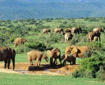 Addo Elephants "SA Tourism" - Addo Rest Camp