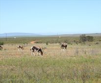 Bontebok - Bontebok National Park 'Lang Elsie' Rest Camp