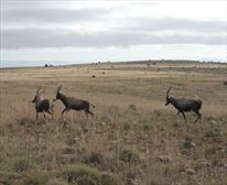 Blesbok - Mountain Zebra National Park 