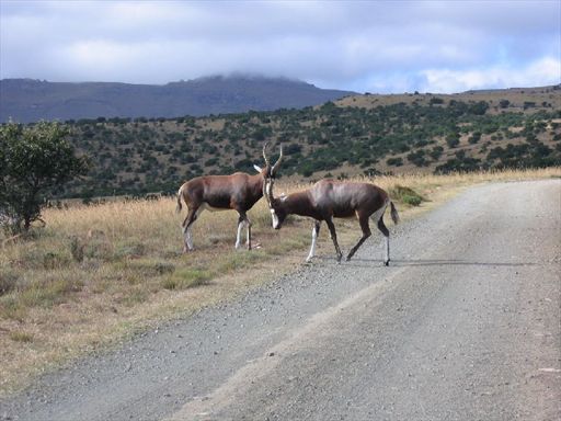 Mountain Zebra National Park Images Mountain Zebra National Park Images