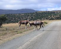 Blesbok  - Mountain Zebra National Park 