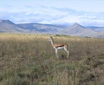 Springbok - Mountain Zebra National Park 