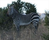 Cape Mountain Zebra - Mountain Zebra National Park 