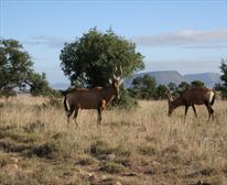 Red hartebeest  - Mountain Zebra National Park 