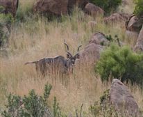 Kudu - Mountain Zebra National Park 