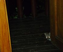 A genet popping it's head around the door - Nature's Valley Rest Camp