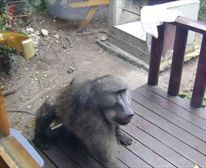 Raided by a baboon! - Nature's Valley Rest Camp