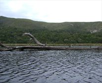 Big tree in river from floods, now home to many birds - Nature's Valley Rest Camp