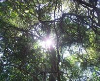 Nature's Valley boasts a rich forest canopy almost wherever you go - Nature's Valley Rest Camp