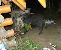 A bushpig at the restcamp - Nature's Valley Rest Camp