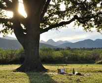 Plateau - Oak Tree Picnic - Plateau Country House
